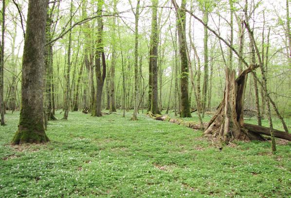Krakovski gozd Opis območja: največji in najbolj ohranjen nižinski poplavni gozd v Sloveniji s pragozdnim rezervatom in okoliškimi vlažnimi travniki.