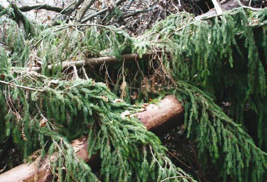 GOZD IN OBNOVLJIVI VIRI Sanacija po jesenskih ujmah poškodovanih dreves iglavcev Rok za posek in izdelavo po ujmah poškodovanega iglastega drevja je 20. marec.
