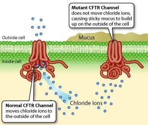 Cystic Fibrosis Transmembrane Conductance Regulator) KLOROVI KANALČKI na apikalnih membranskih izločevalnih in