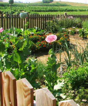 EKOLOŠKI VRT Tri ali štiriletni KOLOBAR Miša PUŠENJAK Pogoj, da lahko vrtnarimo brez kemije, je zdrava in živa zemlja v vrtu. Naslednji korak je ber načrt gredic na papirju.