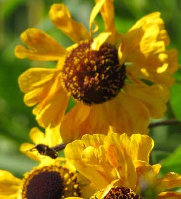 Na vrtu je pri mnogih zaželena ravno zaradi omenjenih lastnosti, če pa pomislimo še na eno najbolj tipičnih rumenih rastlinskih predstavnic, sončnico, potem bi lahko govorili še o prijaznosti.