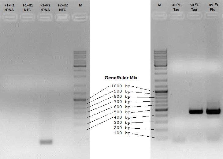 Slika 17: Testiranje začetnih oligonukleotidov (R1 in F1, R2 in F2) PCR s Taq-polimerazo (levo, temperatura prileganja 45 C, zato ni amplikona pri paru F1/R1) ter ponovno testiranje para začetnih
