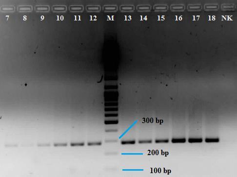 Slika 21: Analiza specifičnosti PCR pomnoževanje segmenta transkripta HTR2c.