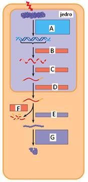 10. Pri podvajanju DNA nastane nova veriga nukleotidov. Zaporedje na starševski verigi je: 5 GGCATCGAG 3 Katero je pravilno zapisano zaporedje nukleotidov novonastale verige DNA? A. 5' CTCGATGCC 3' B.