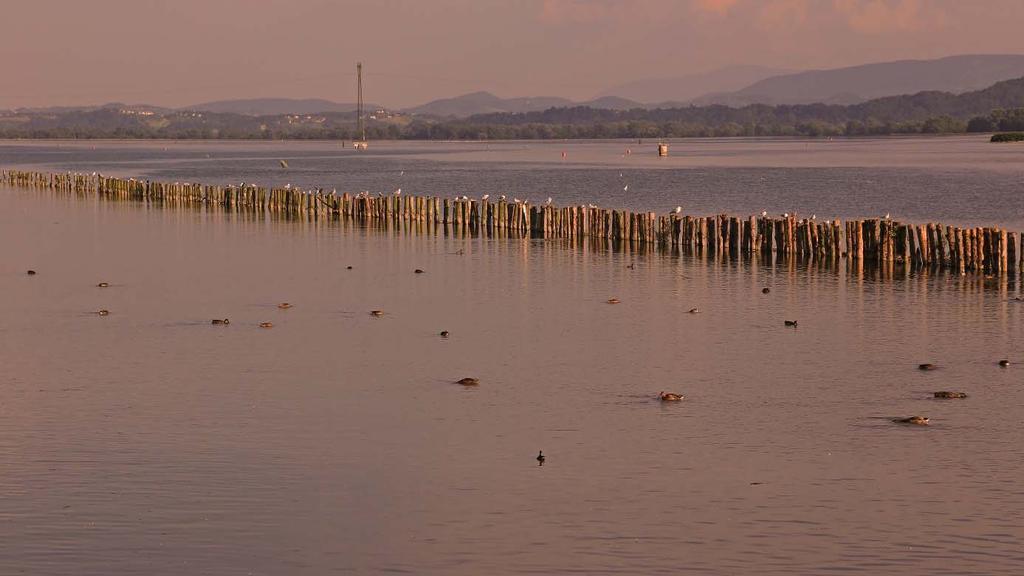 VOGRIN, M.: Monitoring ptic na Ptujskem jezeru 2018.