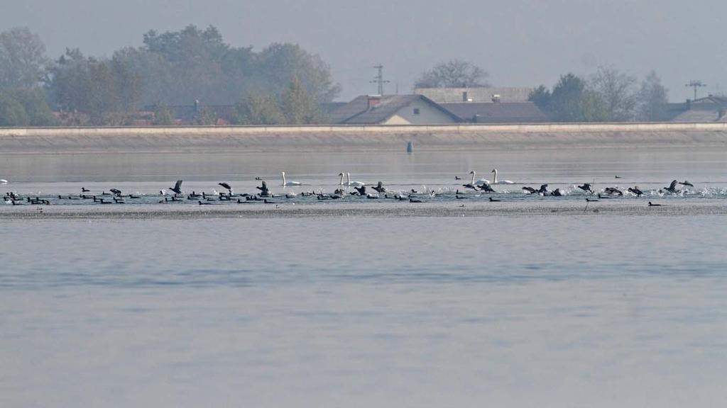 VOGRIN, M.: Monitoring ptic na Ptujskem jezeru 2018.