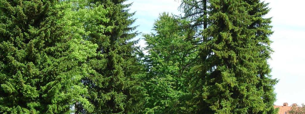 Poleg urejanja gredic in zelenih površin se izvajajo dela tudi na obrezovanju dreves, čiščenju in grabljenju listja ter v zimskem času kidanje
