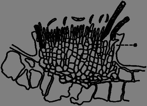 Ogris) Slika 3: Prečni prerez zrelega acervula glive Colletotrichum trichellum.
