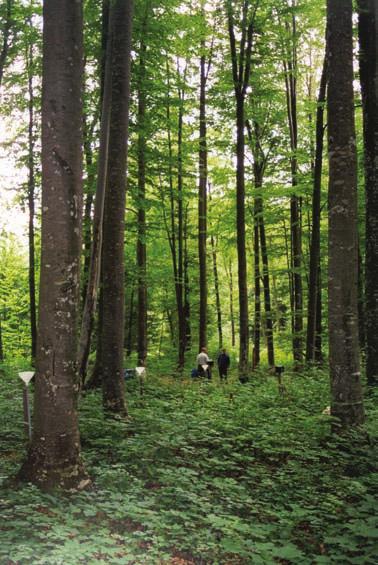 29 Slika 5: Gorski gozd bukve in velecvetne mrtve koprive porašča rendzine in rjava pokarbonatna tla na apnencu in dolomitu (foto: M.