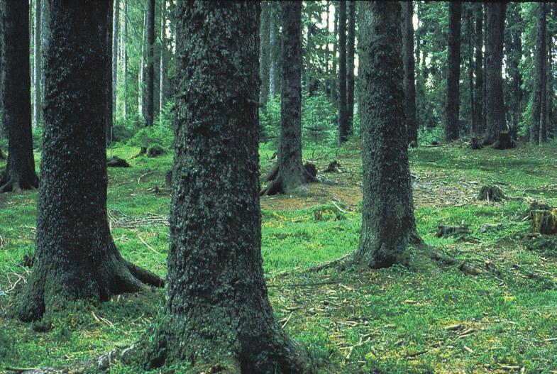 41 Slika 4: Smrekov gozd s smrečnim resnikom porašča združbo podzolov in