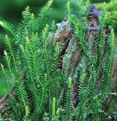 Kutnar) Slika 18: Brinolistni lisičjak (Lycopodium annotinum) najdemo predvsem v kisloljubnih gorskih in