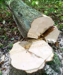 ZAHTEVNO PODIRANJE DREVES Drevesa s trohnobo. Trohnoba največkrat napade starejša in poškodovana drevesa.