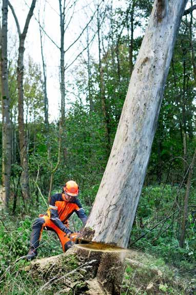 So tudi lažja, zato jih je teže podreti. 1. Ker je les zelo oslabljen, morate drevo podreti v naravni smeri podiranja.