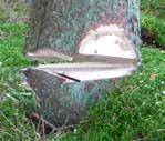 deluje v primeru, da drevo ni preveč obviselo. Za ravno deblo velja, da ga lahko vrtite, medtem ko je pri ukrivljenem deblu ravno nasprotno.