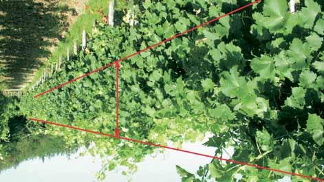 Ekološko vrtnarjenje " Nujna zelena dela na trti Meseca junija je vinska trta v Sloveniji v bujni rasti, kar se opaža v hitri rasti mladik v dolžino ter v vse večji površini listne mase na trti.