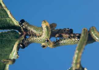 Tudi uši izločajo lepljivo medeno roso, na katero se naseli sajavost, z njo pa se hranijo tudi mravlje.