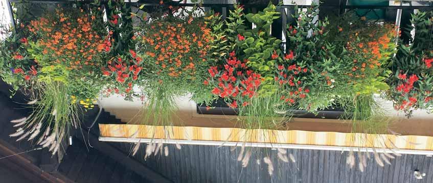 Okrasni Tema meseca vrt Balkoni brez strehe Za balkonske rastline, ki rastejo na prostem, so zelo pomembne lokalne klimatske razmere, v katerih bo rastlina uspevala.