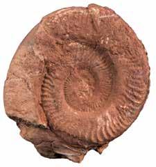 Značilen spodnje jurski amonit rodu Hildoceras. Unterjura Ammonit der Gattung Hildoceras. JURA JURA Foto: M.