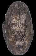 Gut erhaltene Kontaktnahtlinie (Suturlinie) eines Ammoniten der Gattung Arcestes.