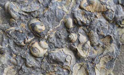 V kamninah Helenske grape so našli tudi ramenonožce vrste Thecospira haidingeri ter polže Sloeudaronia karavankensis, Helenostylina mezicaensis, Ampezzopleura slovenica in Striazyga crnaensis.