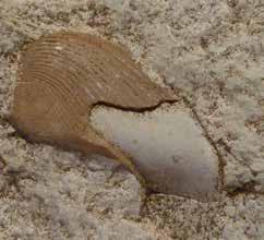 Du bist unter mehreren Schichten Sand begraben, der Fossilisierungsprozess