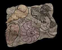 FOSILI zgodbe iz geološke preteklosti Včasih so verjeli, da so fosili delo hudiča, ki je rastline in živali spremenil v kamnino.