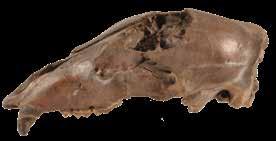Gotovo najbolj znani psevdofosili so dendriti (manganovi ali železovi dendriti), ki spominjajo na mah. Živi fosili so rastline ali živali, ki jih poznamo kot fosile iz več milijonov let starih kamnin.