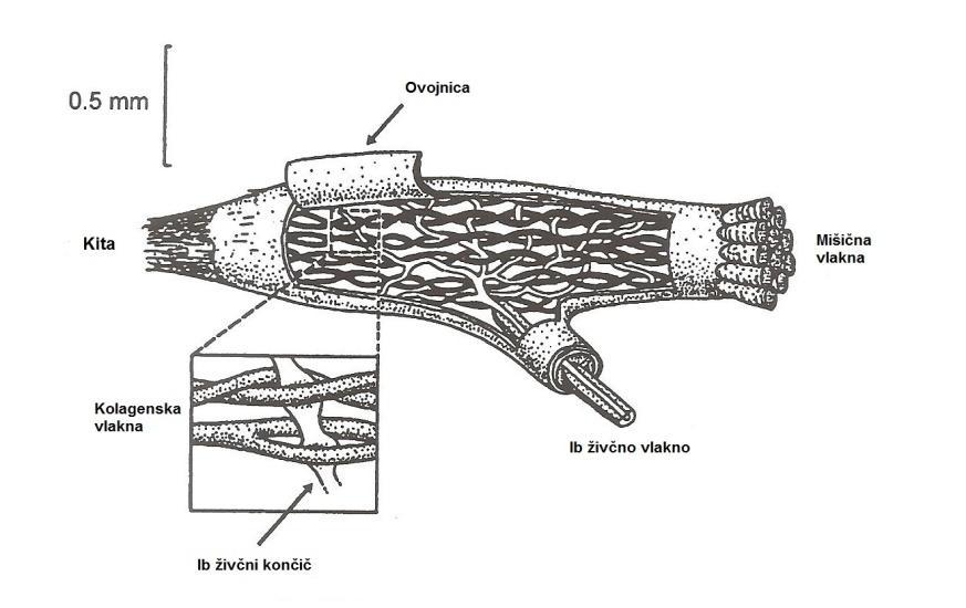 Slika 1. Model mišičnega vretena (Enoka, 2002). Slika 1 predstavlja model mišičnega vretena.