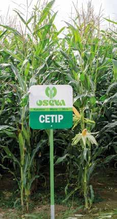 poskusih na Slovaškem dosegel 9,88t/ha, 108 % v primerjavi z ostalimi hibridi) Visok pridelek energije Odlična prilagodljivost na slabše rastne pogoje 85 90 000 rastlin/ha 373,05 l/kg suhe snovi