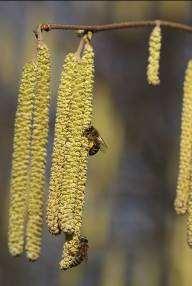 individual catkin several times in a row, from bottom to top and vice versa. The common hazel pollen has a light yellow, olive green or grey-yellow colour.