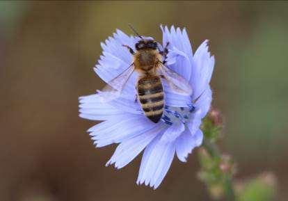 različne vonjave. Čebele namreč izredno dobro vonjajo s pomočjo tipalnic, na katerih se nahaja več tisoč čutilnih celic za voh.