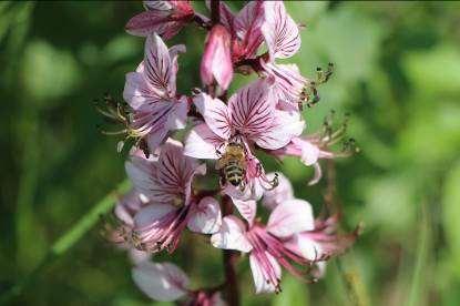 Čebele v cvetovih jesenčka nabirajo pelod in medičino. Cvetovi so najbolj odprti med četrtim in šestim dnevom, medtem ko samo cvetenje traja do sedem dni.