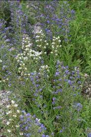 (48 %). Gadovec je bogat tudi s pelodom. Največ ga cvetovi sprostijo v jutranjem času. Teža peloda desetih cvetov tako znaša 5,4 mg (Chwil in Weryszko-Chmielewska 2011).