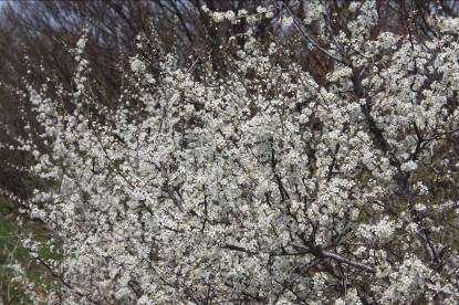 Slika 32 Prunus spinosa / črni trn / blackthorn J. B. Rešeljika (Prunus mahaleb L.