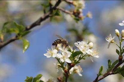 Pri rešeljiki čebele večinoma nabirajo nektar. Posamezen cvet ga v povprečju izloči 0,1 μl, pri čemer je izločanje nektarja največje prvi in drugi dan cvetenja.