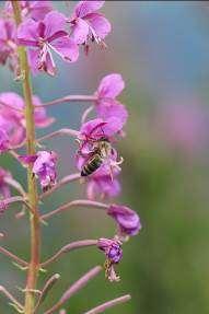 Slika 37 Chamerion angustifolium / ozkolistno ciprje / fireweed B. R. Because of coevolution between plants and bees, plants developed different ways of attracting pollinators, including bees.