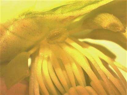 Slika 42 Helleborus niger nectaries / Helleborus niger medovne žleze B. R. In nature, life of organisms leans towards optimal use of energy.