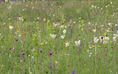 Slika 44 Dry meadow / suhi travnik B. R. Non-native invasive plant species represent a unique threat to autochthonous plant species, including nectar source species.