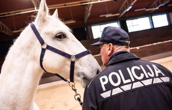 NOVICE Policijska konjenica bogatejša za še enega lipicanca Kobilarna Lipica je 28. novembra slovenski policiji v skladu s sporazumom o medsebojnem sodelovanju predala plemenitega lipicanskega konja.