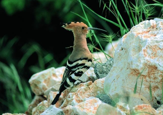 Ogrožene vrste ptic in paša Smrdokavra (Foto: Kravos K.) (Vir: http://ptice.