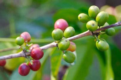 TOPLI NAPITKI TOPLI NAPITKI KAVA KAKAV ČAJI Slika 10: Shema delitve toplih napitkov (vir: lasten) KAVA Kava je napitek, ki je pripravljen iz prepraženih in zmletih semen kavovca.
