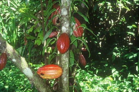 KAKAV Kakav je napitek, ki ga pripravljajo iz kakavovega prahu, tega pa pridobivajo iz prepraženih semen kakavovca. Kakavovec uspeva v ekvatorialnem pasu, njegova domovina je Srednja Amerika.