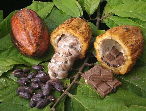 html) Plodovi kakavovca rastejo tik ob deblu in v svoji notranjosti skrivajo semena, ki so zavita v semensko lupino in so zelo grenka.