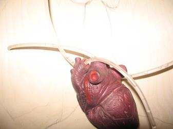 Slika 20: Model srca priključen na krvožilje.(vir: Miha Ocvirk) 3.