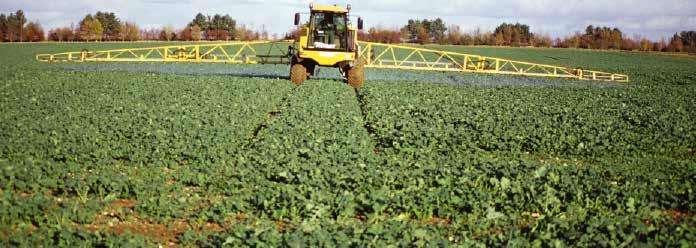 Belkar TM je nov herbicid za zatiranje širokolistnih plevelov v ozimni oljni ogrščici po vzniku (POST-EM).
