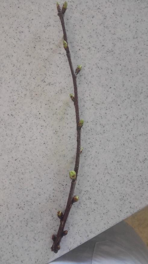 Štamic D. Razmnoževanje češnje (Prunus avium L.) v in vitro pogojih. 15 3 MATERIALI IN METODE DELA 3.