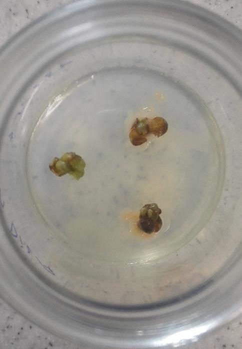 Štamic D. Razmnoževanje češnje (Prunus avium L.) v in vitro pogojih. 19 3.