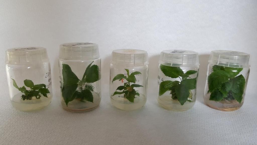 Štamic D. Razmnoževanje češnje (Prunus avium L.) v in vitro pogojih. 29 Slika 7: Primerjava ukoreninjenih poganjkov. Od leve proti desni si sledijo: kontrola, G1S, G1T, G2S, G2T.