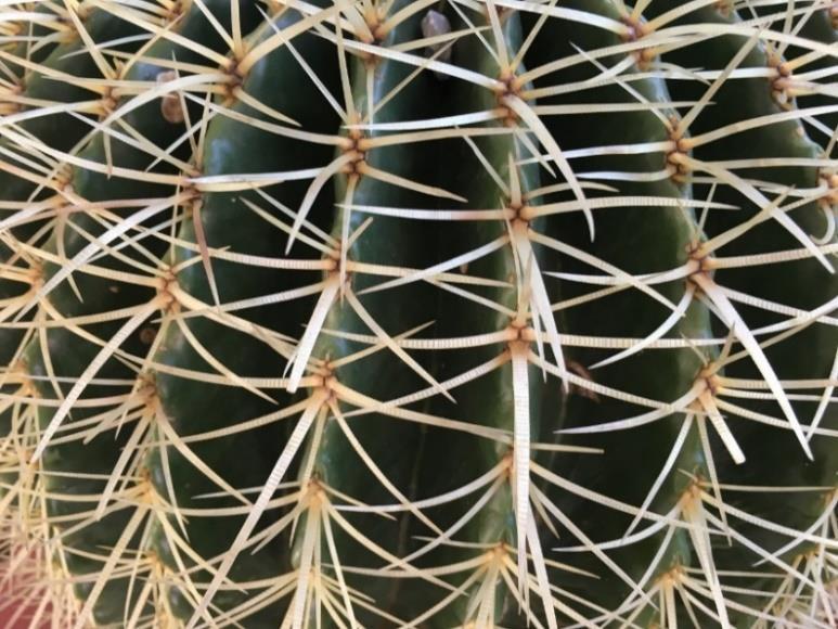 Zanimivost: Kaktusi imajo stebla, v katera takrat, ko dežuje (tam, kjer rastejo kaktusi, je to zelo poredko), shranijo veliko vode.