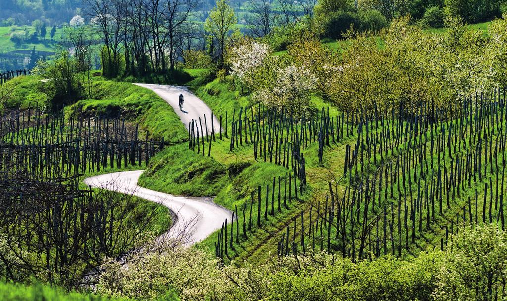 Ne bo vam dolgčas You won t get bored Vipavska dolina ponuja tudi dobre možnosti za kolesarjenje, saj teren omogoča lažje in težje kolesarske podvige - s strmimi vzponi in